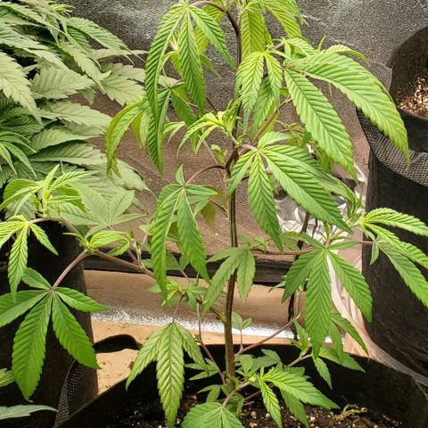 GSC1 growlog timeline photo