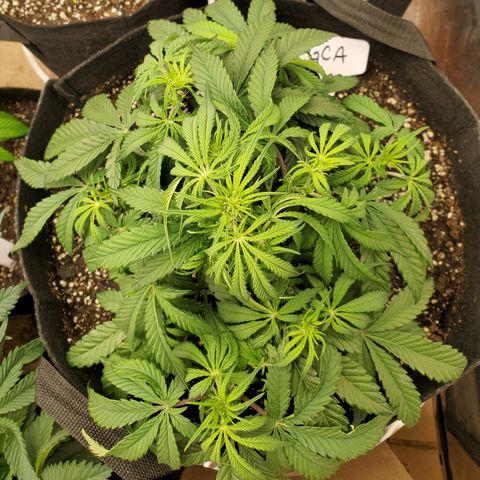 GCA growlog timeline photo