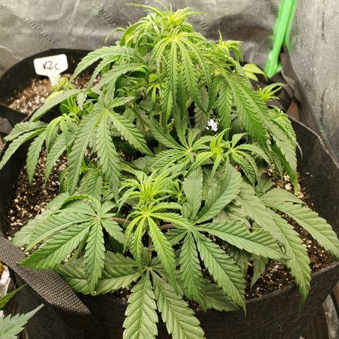 GCA growlog timeline photo