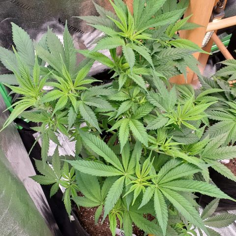 DF3 growlog timeline photo