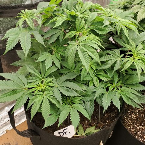 DF1 growlog timeline photo