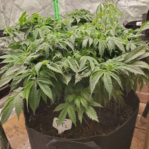 DF2 growlog timeline photo