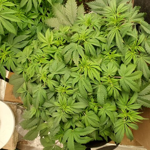 DF2 growlog timeline photo