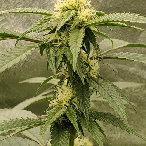 SD growlog timeline photo