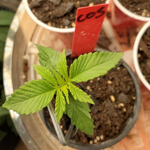 COS1 growlog timeline photo