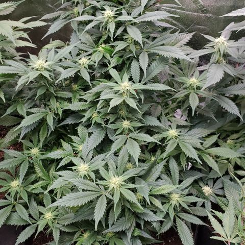Spain(WW) growlog timeline photo