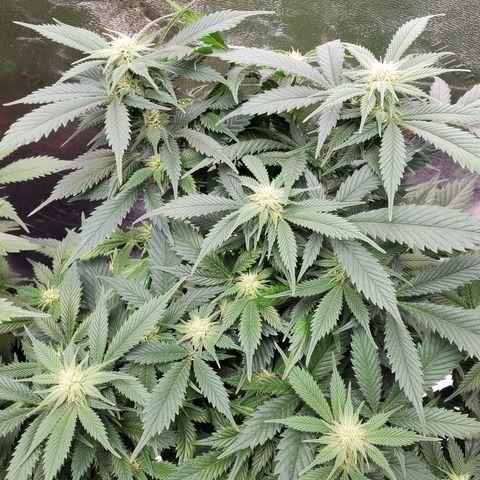 Spain(WW) growlog timeline photo