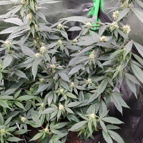 SD growlog timeline photo