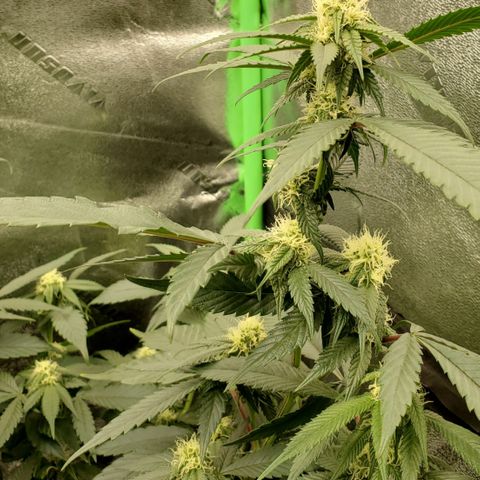 SD growlog timeline photo