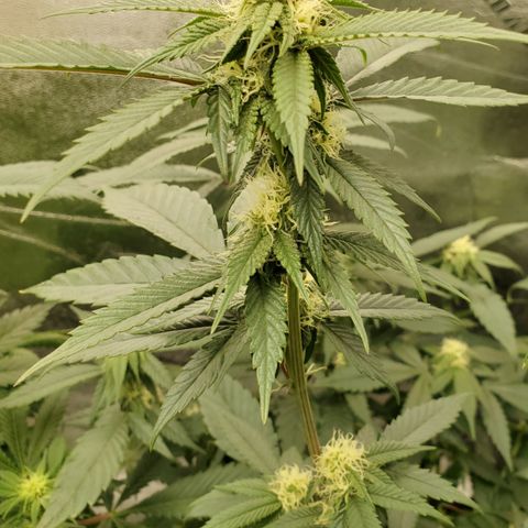SD growlog timeline photo