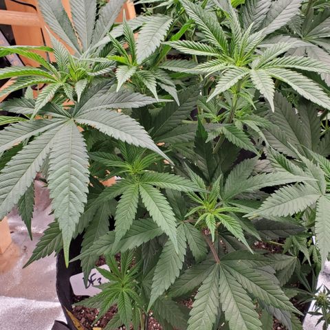 DF3 growlog timeline photo