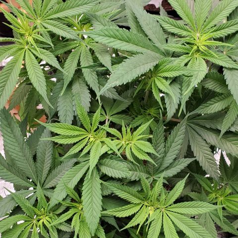 DF3 growlog timeline photo