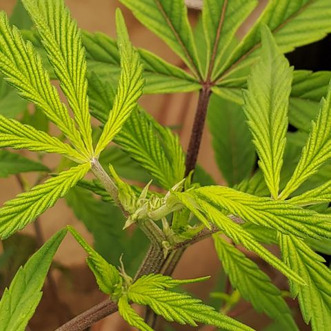 GSC1 growlog timeline photo