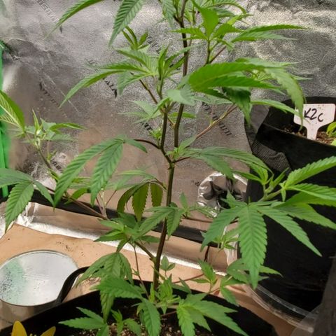 GSC1 growlog timeline photo