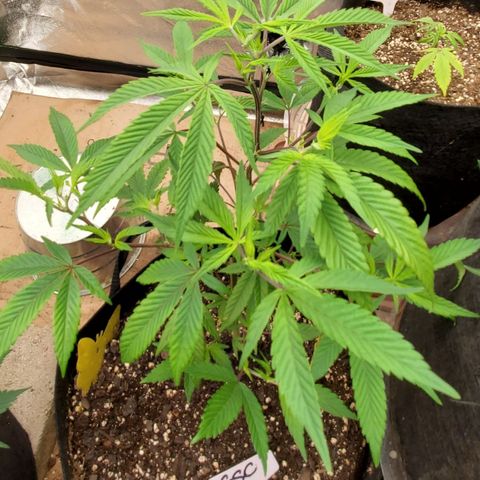 GSC1 growlog timeline photo