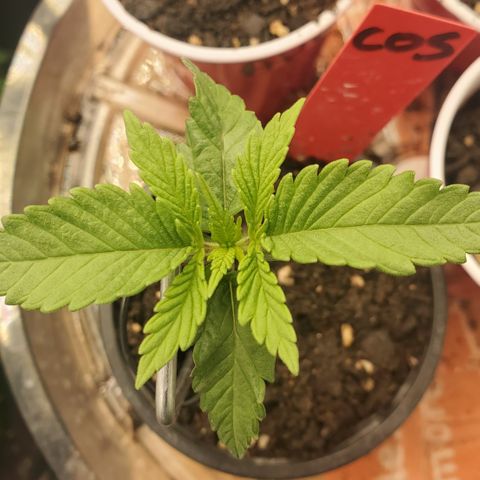 COS1 growlog timeline photo