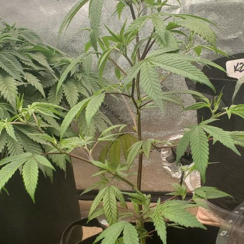 GSC1 growlog timeline photo