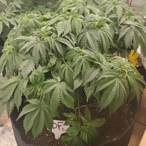 DF2 growlog timeline photo