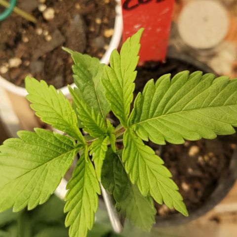 COS1 growlog timeline photo