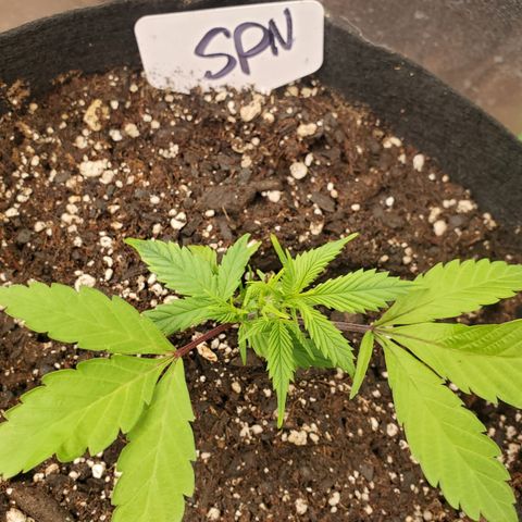 WW3 growlog timeline photo
