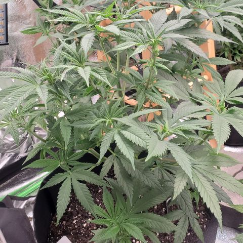 DF3 growlog timeline photo