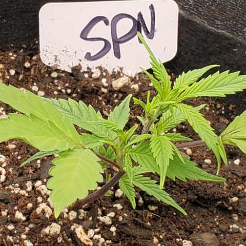 WW3 growlog timeline photo