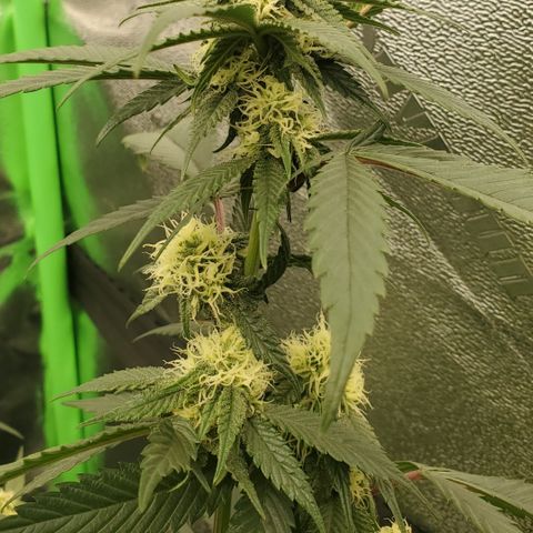 SD growlog timeline photo