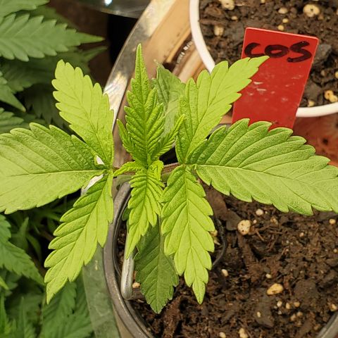 COS1 growlog timeline photo