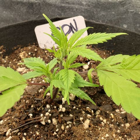 WW3 growlog timeline photo
