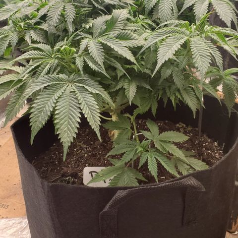 DF2 growlog timeline photo