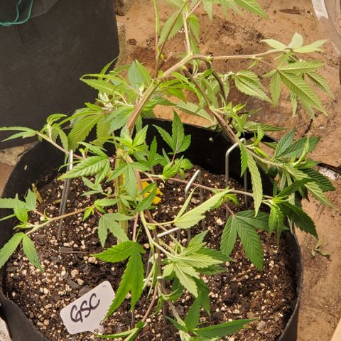 GSC1 growlog timeline photo