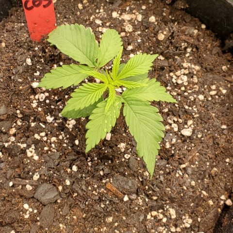 COS1 growlog timeline photo