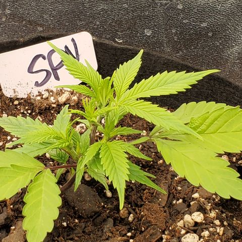 WW3 growlog timeline photo