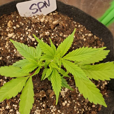 WW3 growlog timeline photo