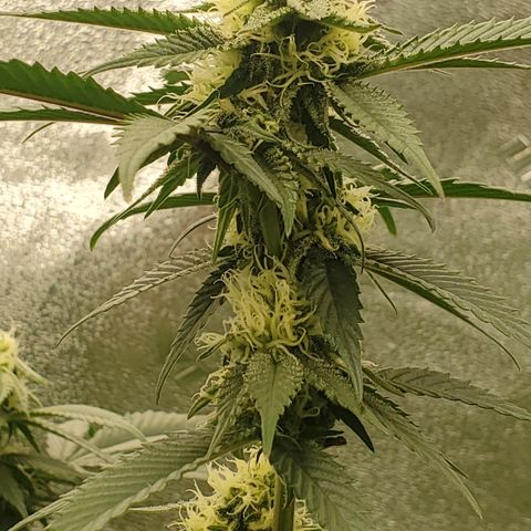 SD growlog timeline photo