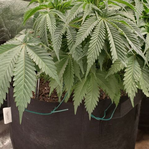 DF2 growlog timeline photo