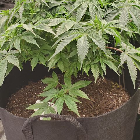 DF2 growlog timeline photo