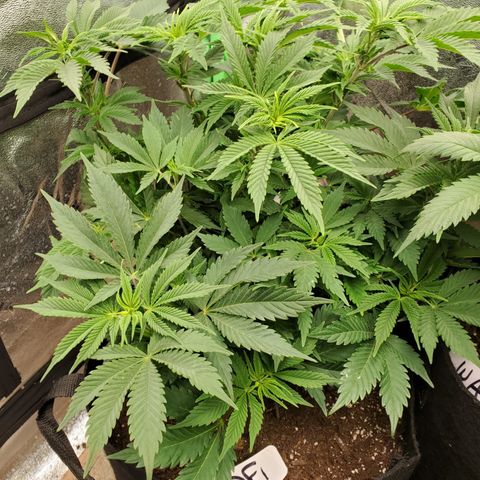 DF1 growlog timeline photo