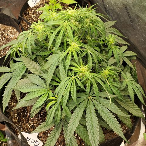 GCA growlog timeline photo
