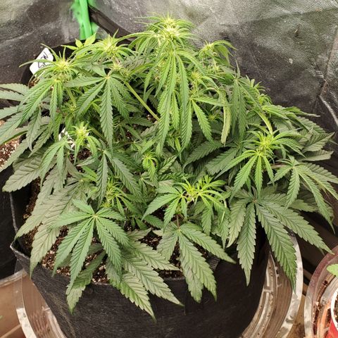 GCA growlog timeline photo