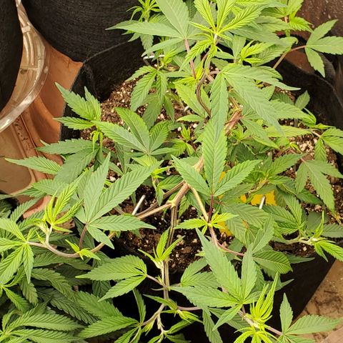GSC1 growlog timeline photo