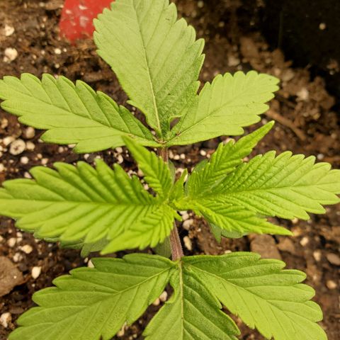 COS1 growlog timeline photo