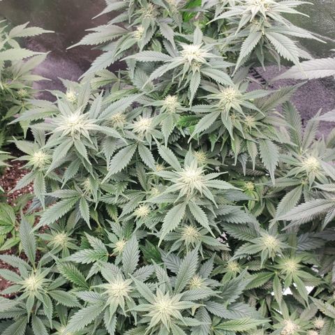 Spain(WW) growlog timeline photo