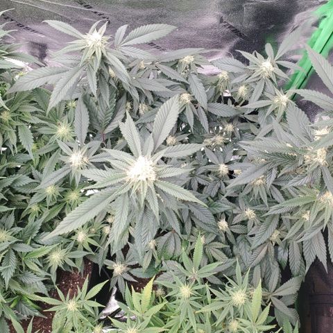 SD growlog timeline photo