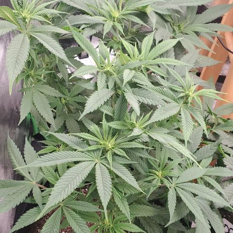 DF3 growlog timeline photo