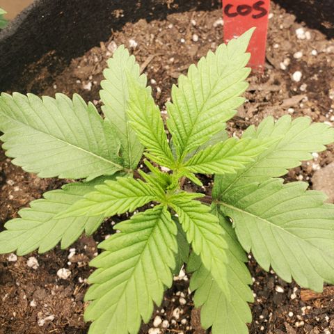 COS1 growlog timeline photo