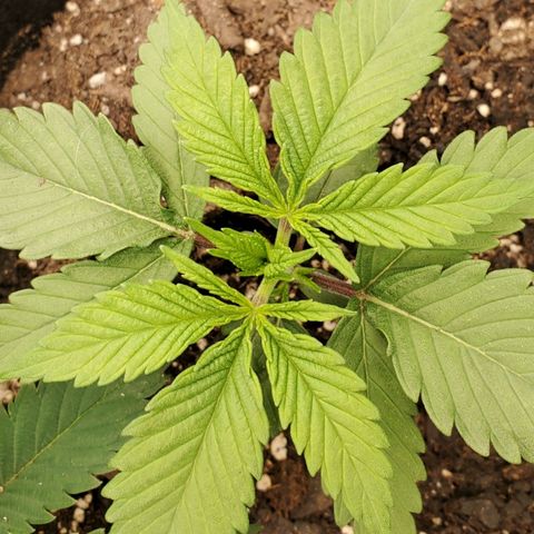 COS1 growlog timeline photo