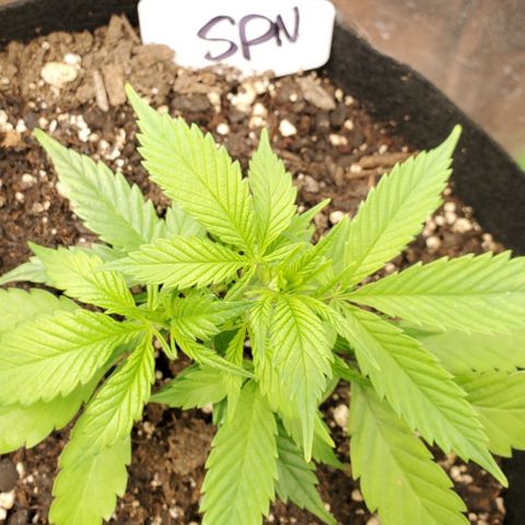 WW3 growlog timeline photo