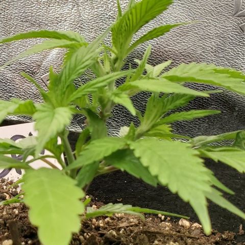 WW3 growlog timeline photo