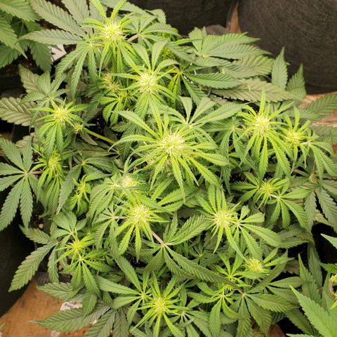 GCA growlog timeline photo